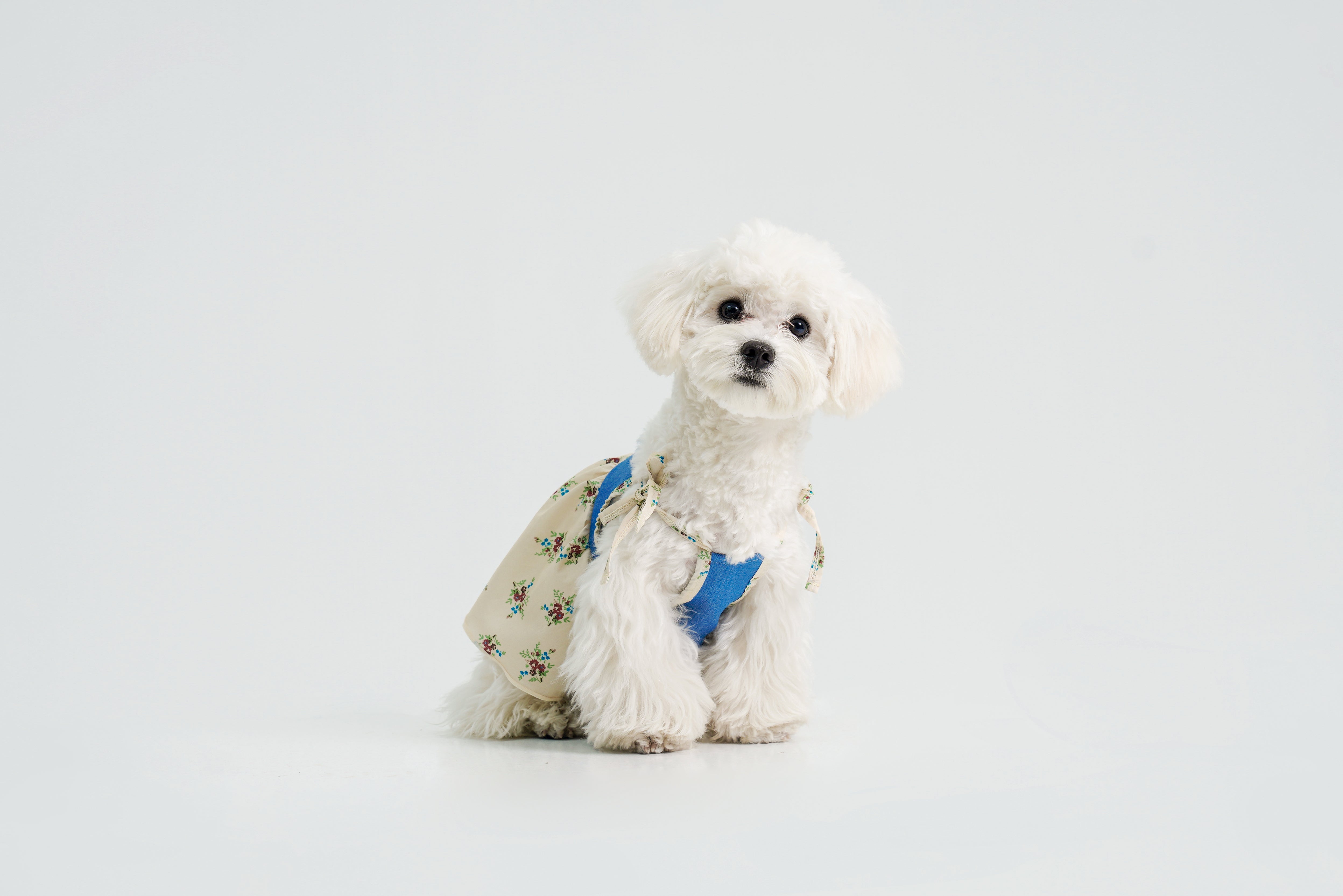 Pasture Blues β Dog Dress