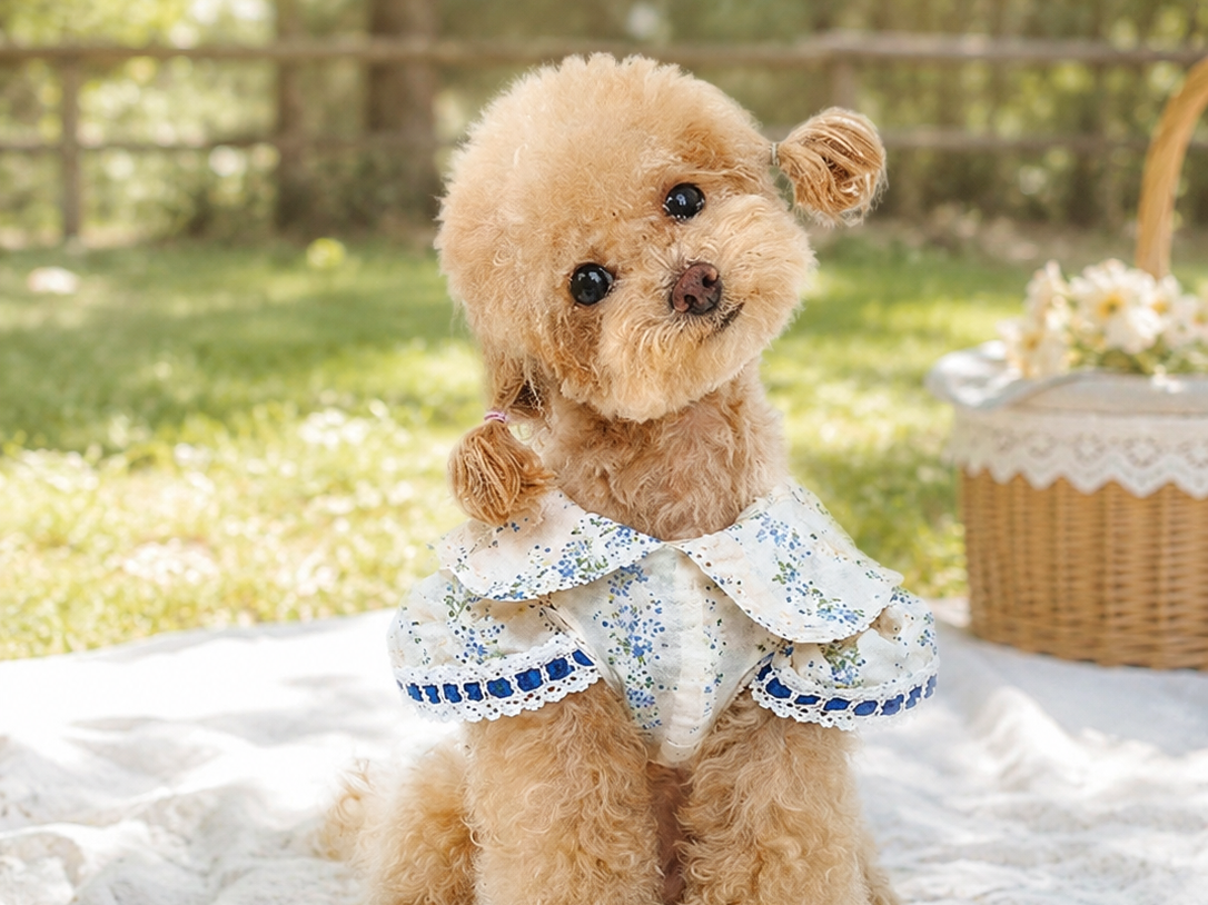Dear Diary, Today I Wore Something Beautiful