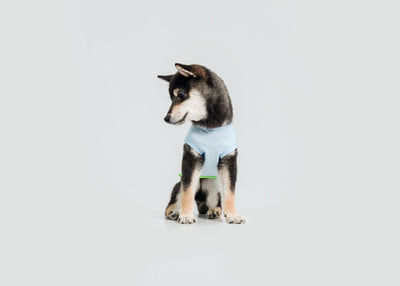 Cool-Touch UV Protection Vest for dogs – product photo 11, kawaii pet apparel by kuwoof