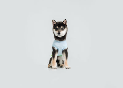 Cool-Touch UV Protection Vest for dogs – product photo 12, kawaii pet apparel by kuwoof