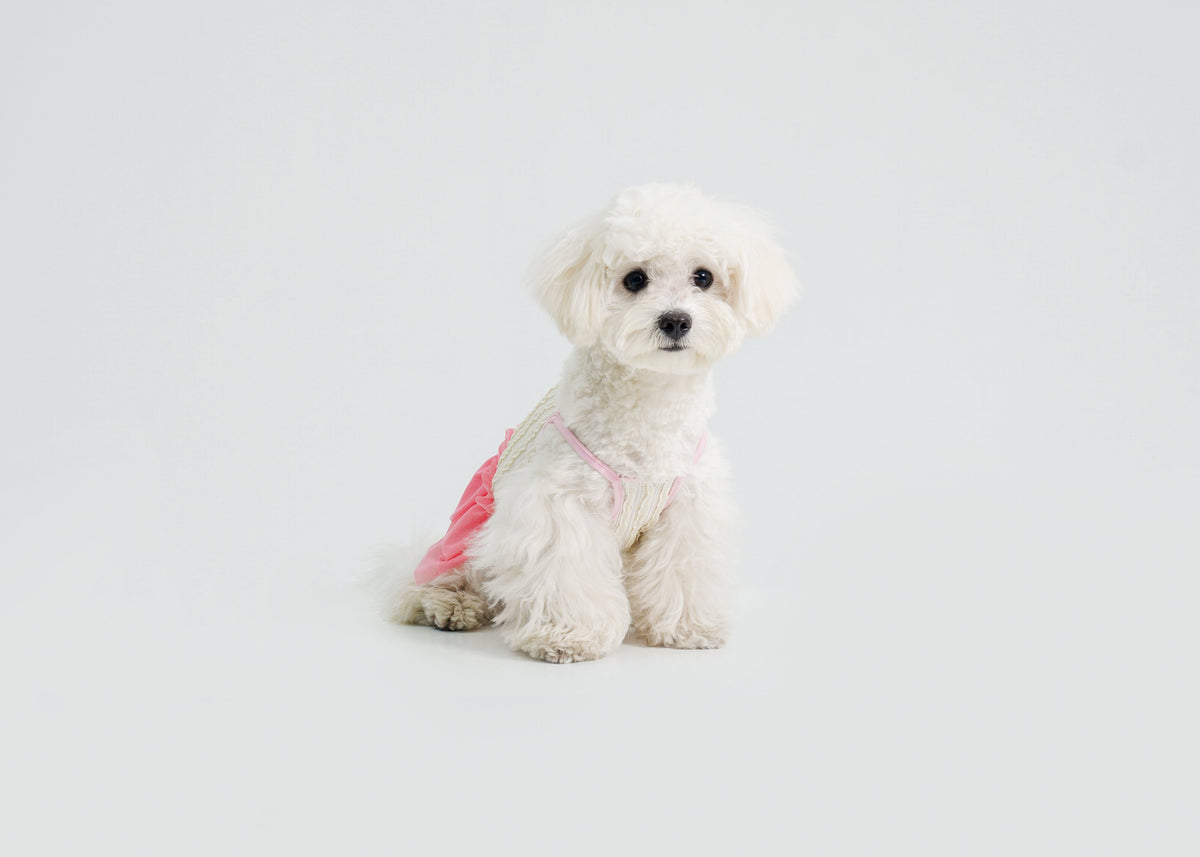 Dream Ballet dog dress – front view, kawaii pet apparel by kuwoof