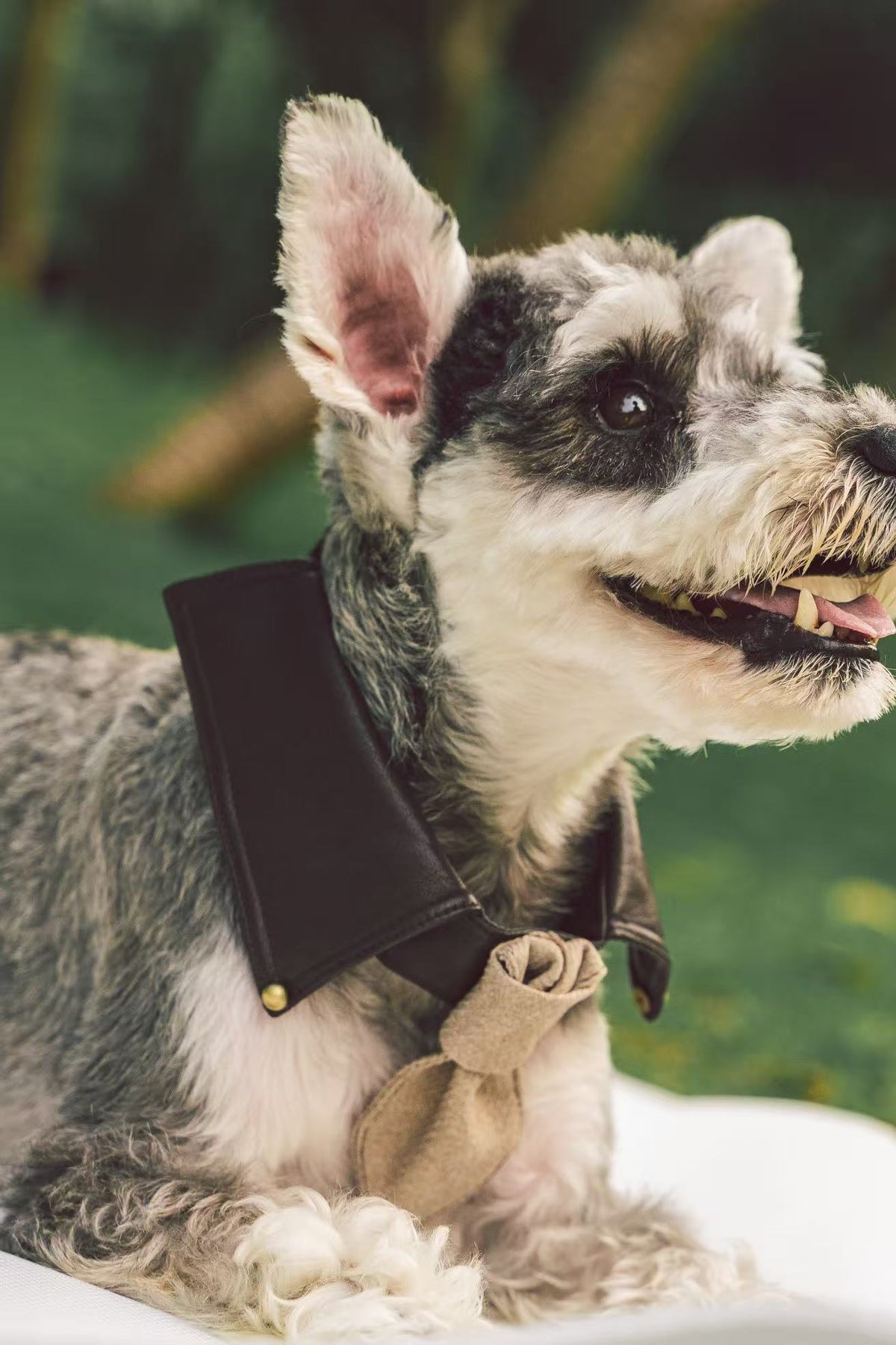 Midnight Gentleman Tie Collar for dogs – product photo 3, kawaii pet apparel by kuwoof