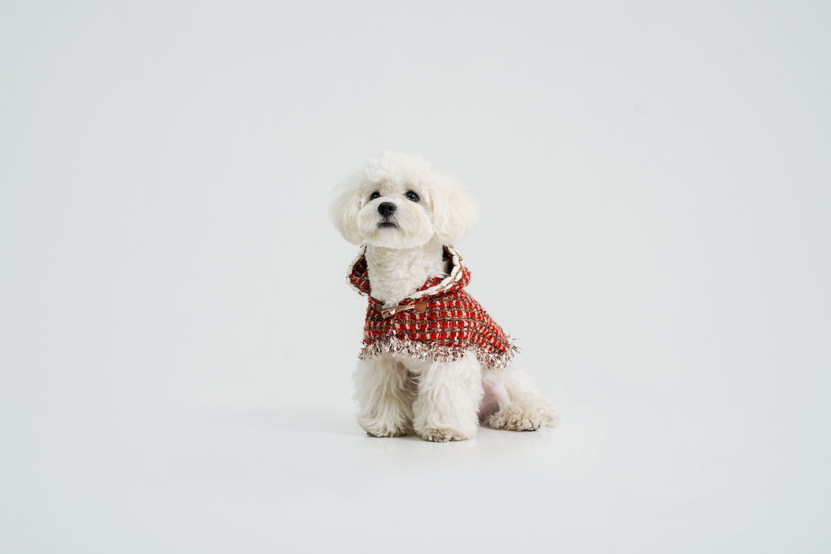 New Year's Christmas Cape for dogs – front view, kawaii pet apparel by kuwoof