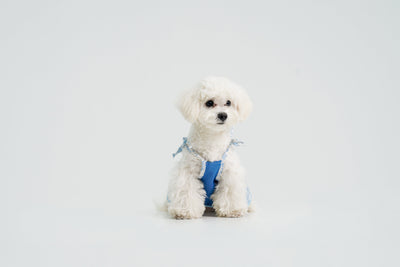 Pasture Blues dog dress – product photo 11, kawaii pet apparel by kuwoof